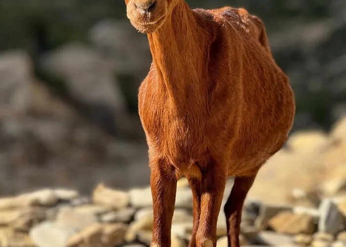 En El Campo Con Bano Privado En بورت دي بوينسا