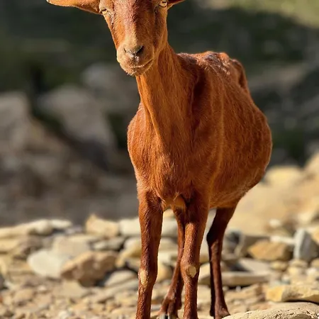 En El Campo Con Bano Privado En Port de Pollença