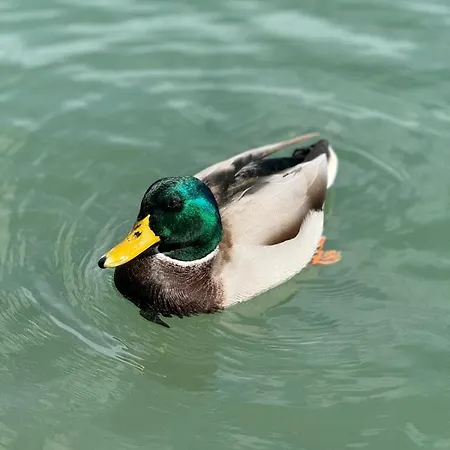 En El Campo Con Bano Privado En * Port de Pollença